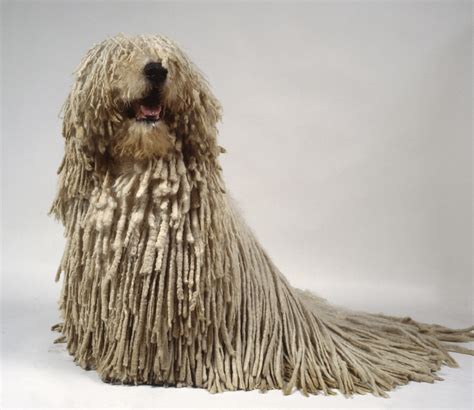23 Best Rare and Unique Dog Breeds .